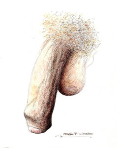 Watercolor painting of a large harry uncut penis.