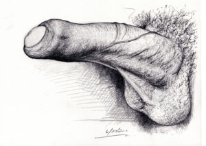 Pencil drawing of a large, erect, harry penis, and balls.