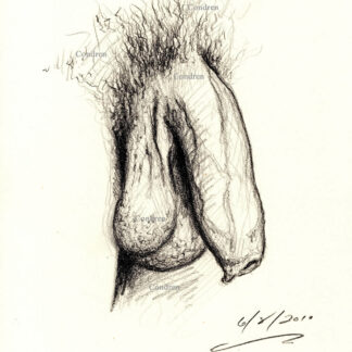 Pencil figure drawing of a large soft penis hanging on its hairy balls. There are large veins all over the shaft of the cock.