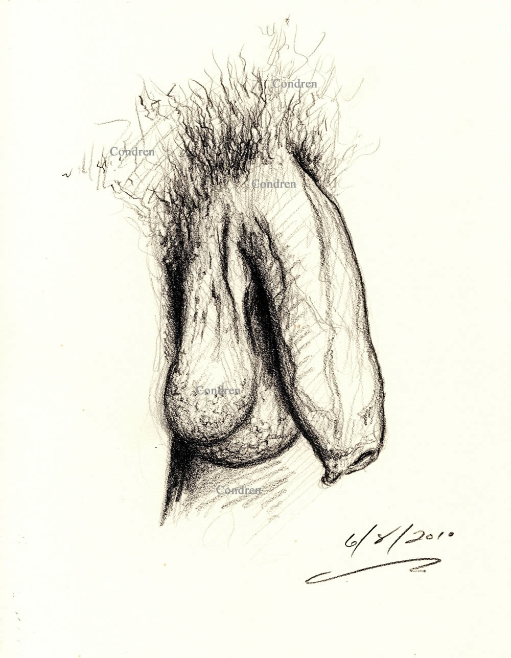 Pencil figure drawing of a large soft penis hanging on its hairy balls. There are large veins all over the shaft of the cock.