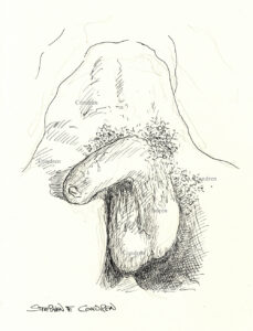 Soft Penis With Foreskin And Low Hangers Pen & Ink Figure Drawing And Prints #221B