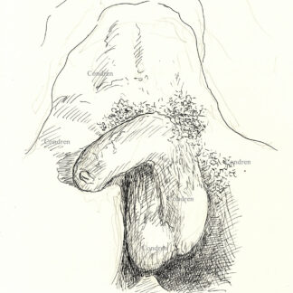 Pen & ink figure drawing of a soft (flaccid) uncut penis with huge hairy balls hanging between his legs.