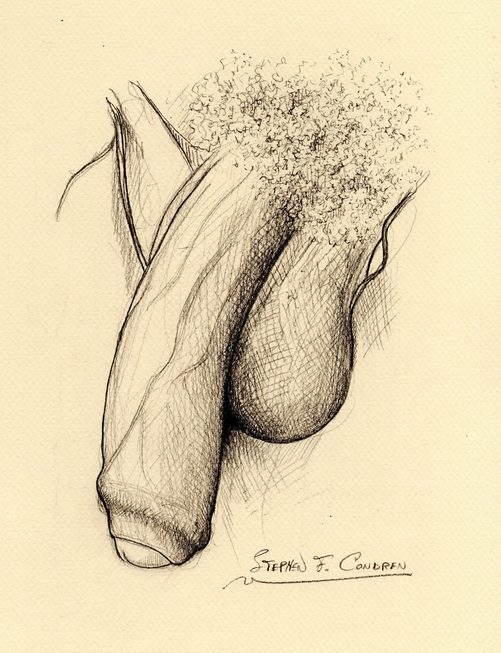 Pencil drawing of large penis with big hairy balls that is soft or flaccid. There are large veins all over the shaft of the cock.