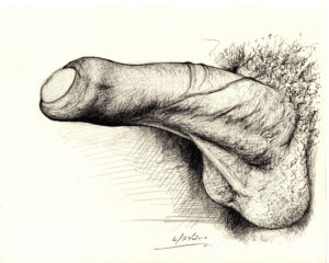 Pencil drawing of a large, erect, harry penis, and balls. Bick black cock.