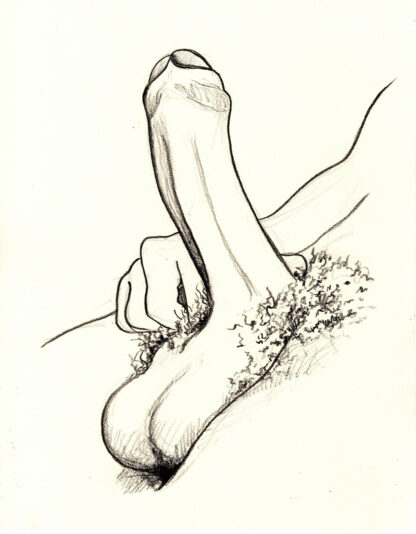 Pencil drawing of a hardon penis with large hairy balls. The cock has a nice curve to it as it bends upwards.