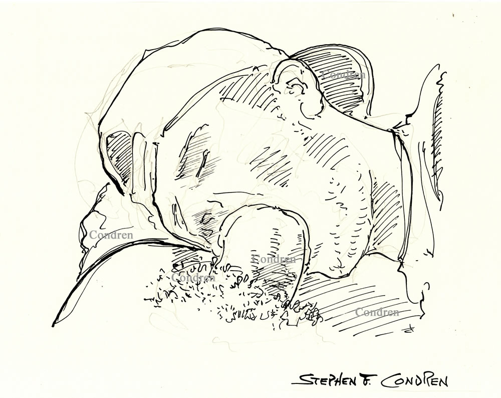 Boy Sucking Penis Wearing Ball Cap Pen & Ink Figure Drawing With Dirty Gay Sex Stories #261B