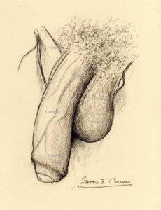 Pencil drawing of large penis with big hairy balls that is soft or flaccid. There are large veins all over the shaft of the cock. Hard-on penis uncut cock, gay male pencil figure drawing. 