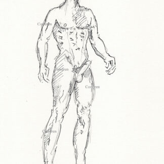 Naked boy standing with hardon cock standing with a muscular physique showing a 6-pack set of abs and well-developed pecs. Pen & ink gay male figure drawing.